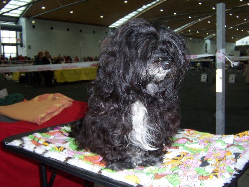 Olina von Helianthus