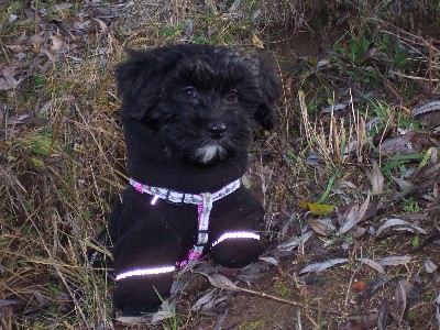 Olina