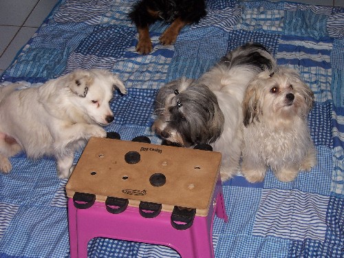 Dog Casino