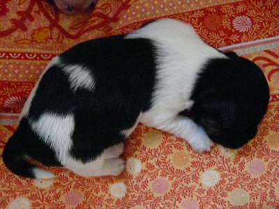 Bacco Balu