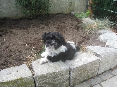 Bacco Balu