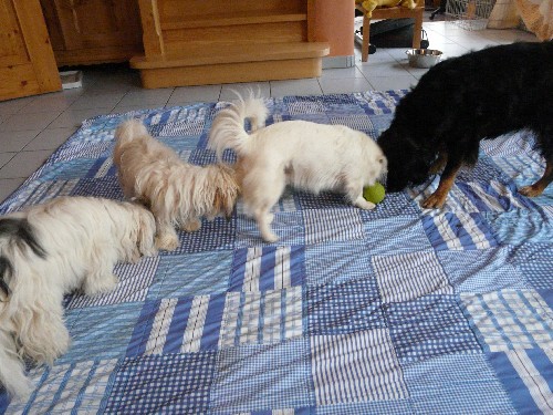 Futterball