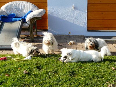 Bailey, Yolana, Eliiott & Yamila