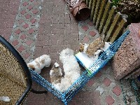 Welpen