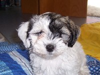 Yamila
