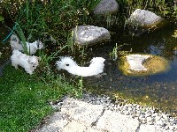Teich