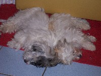 Welpen