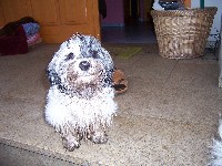 Welpen