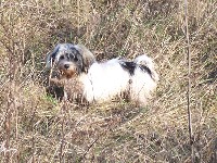 Welpen