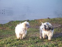 Welpen