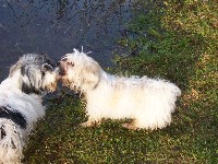 Welpen