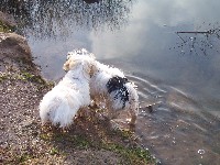 Welpen