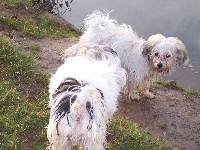 Welpen