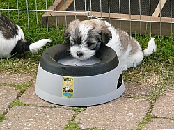 welpen_40.jpg